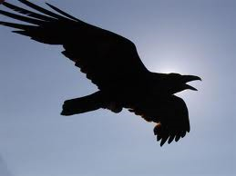 soaring raven